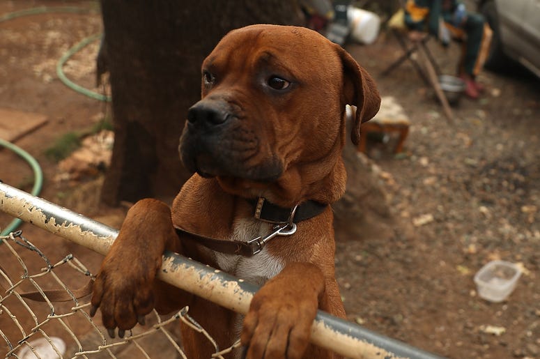 A dog named Rockey PARADISE, CA - NOVEMBER 11: A dog named Rockey stands on the fence in front of the home of Jimmy Clements that survived the Camp Fire on November 11, 2018 in Paradise, California. Fueled by high winds and low humidity the Camp Fire ripped through the town