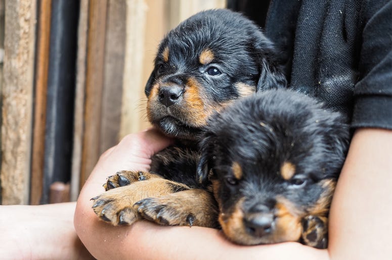 Two Rottweiler Puppies Dogs 2 greasy haired Rottweiler puppies being held in the arms of a loving owner awaiting their food. One looking grumpy, the other watching for the next bite.
