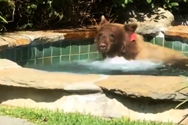 AP18183841533190 This Friday, June 29, 2018, image made from video released by Mark Hough shows a bear in a hot tub in Hough's backyard in Altadena, Calif. Hough said he was lounging in his Altadena backyard Friday afternoon when he heard rustling, then saw the bear climb