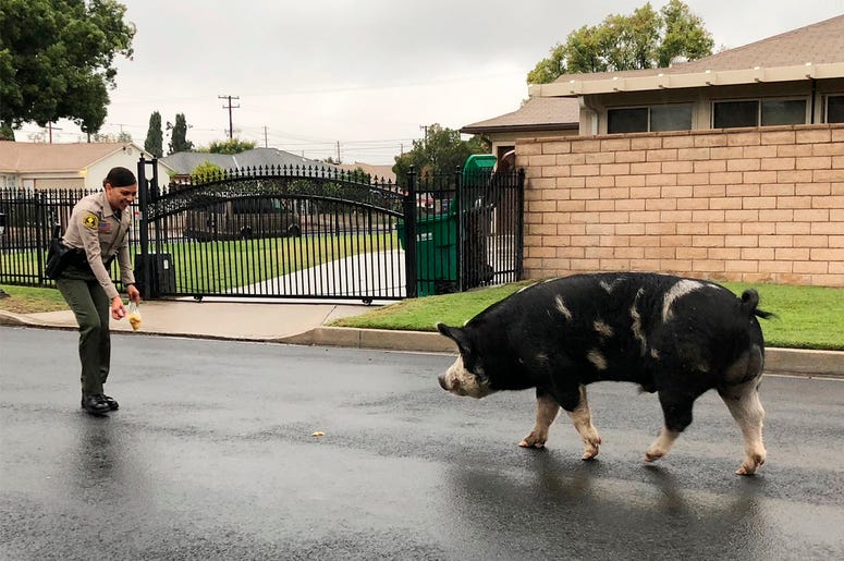 Watch Pig On The Run Follow Police Home Watch Pig On The Run Follow Police Home (Photo credit: San Bernardino County Sheriff’s Department)