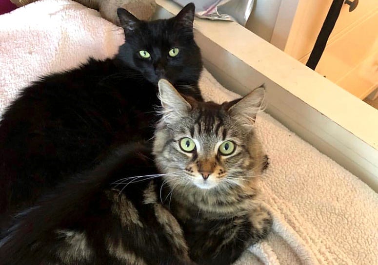 AP19016098092530 This undated photo released by David Callisch shows cats Tina, top, and Louise in San Jose, Calif. Two cats are living large at a $1,500-a-month studio apartment their owner rents for them in Silicon Valley, where a housing shortage has sent rents skyrock