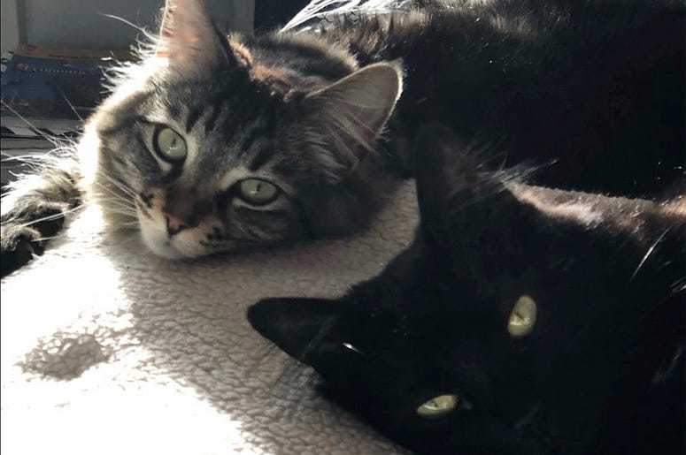 AP19016098116533 This undated photo released by David Callisch shows cats Louise, top, and Tina in San Jose, Calif. Two cats are living large at a $1,500-a-month studio apartment their owner rents for them in Silicon Valley, where a housing shortage has sent rents skyrock