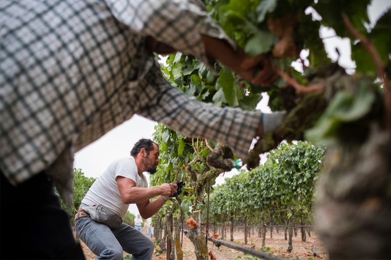 AP19129784188378 In this Aug. 23, 2017, courtesy of Quiet Pictures, Rene Reyes Ornelas, a 41 year-old Mexican farmworker, works picking grapes during his second harvest in Sonoma, California. (Roberto "Bear" Guerra/Quiet Pictures via AP)