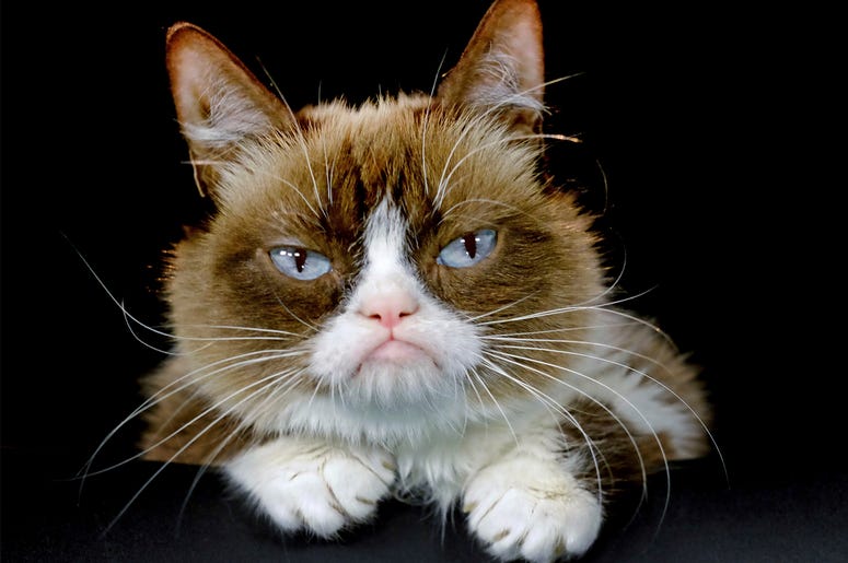 AP19137403923718 This Dec. 1, 2015 file photo shows Grumpy Cat posing for a photo in Los Angeles. (AP Photo/Richard Vogel, File)