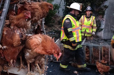 Caged chickens at San Pablo Dam Road Westbound I-80 truck wreck scene Caged chickens at San Pablo Dam Road Westbound I-80 truck wreck scene (Photo credit: KCBS Radio)