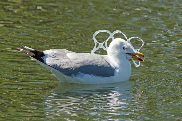 Seagull Caught In Plastic Seagull Caught In Plastic