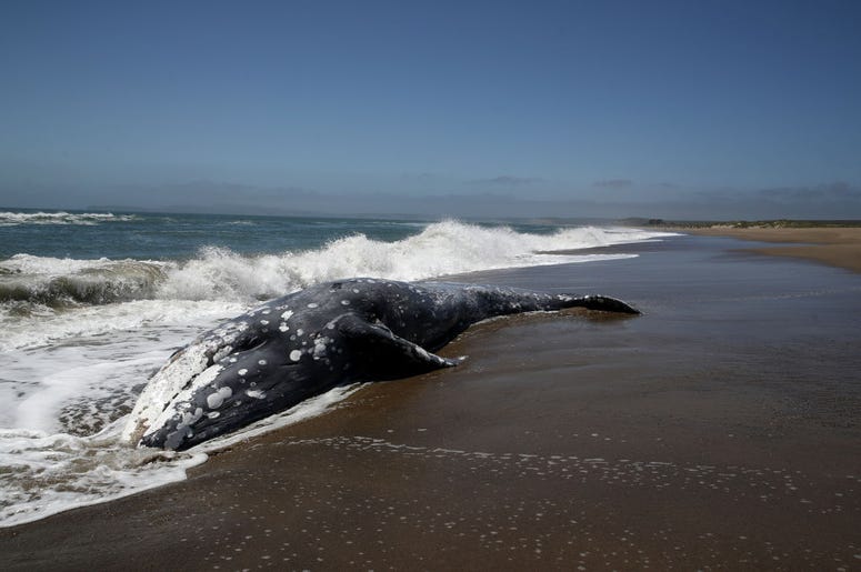 A dead Gray Whale sits on the beach at Limantour Beach on May 23, 2019 in Point Reyes Station, California. A thirteenth Gray Whale washed up dead on a San Francisco Bay Area beach as scientists try to figure what is killing the whales A dead Gray Whale sits on the beach at Limantour Beach on May 23, 2019 in Point Reyes Station, California. A thirteenth Gray Whale washed up dead on a San Francisco Bay Area beach as scientists try to figure what is killing the whales