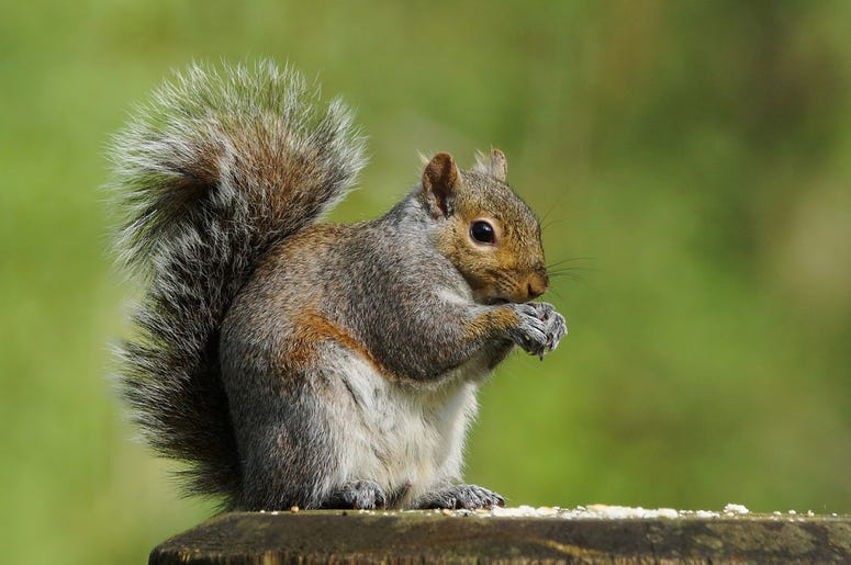 Squirrel Squirrel
