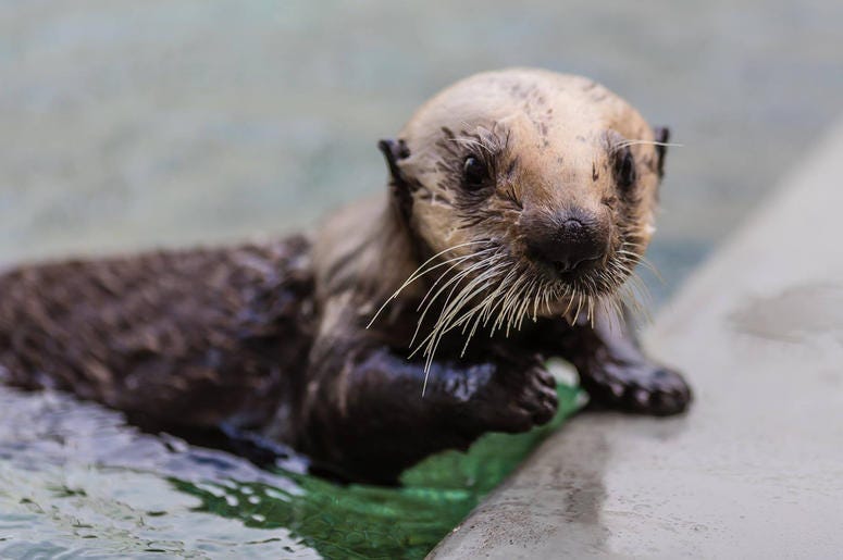 Baby Sea Otter A baby sea otter, whose mother died in a shark attack, is recovering nicely, according to the Marine Mammal Center.