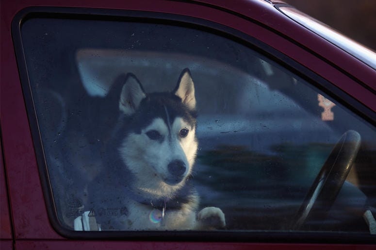 Dog in a car Dog in a car (Photo credit: Jeff J Mitchell/Getty Images)