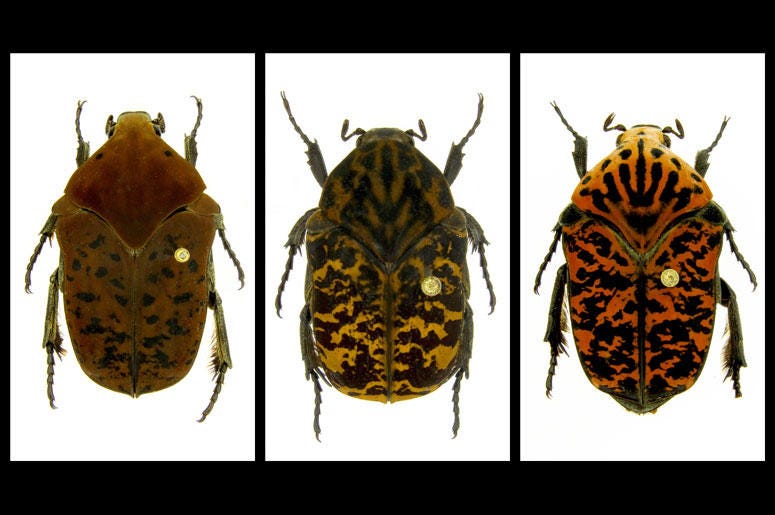 Gymnetis drogoni, Gymnetis rhaegali and Gymnetis viserioni beetles from South America. Gymnetis drogoni, Gymnetis rhaegali and Gymnetis viserioni beetles from South America.