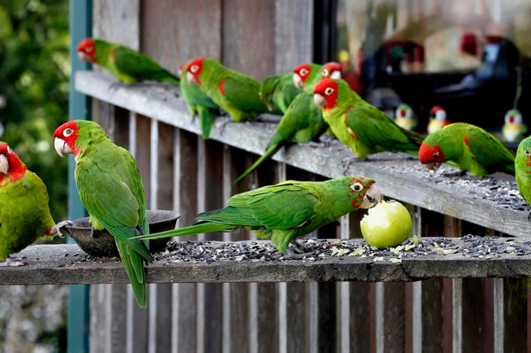 The Wild Parrots of Telegraph Hill The Wild Parrots of Telegraph Hill