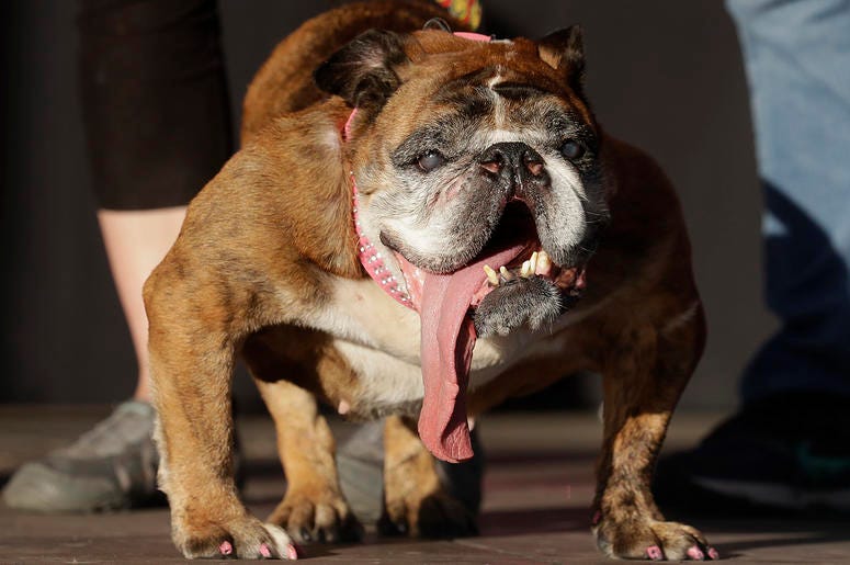 AP19172641725831 In this June 23, 2018, file photo, Zsa Zsa, an English Bulldog owned by Megan Brainard, stands onstage after being announced the winner of the World's Ugliest Dog Contest at the Sonoma-Marin Fair in Petaluma, California. (AP Photo/Jeff Chiu, File)