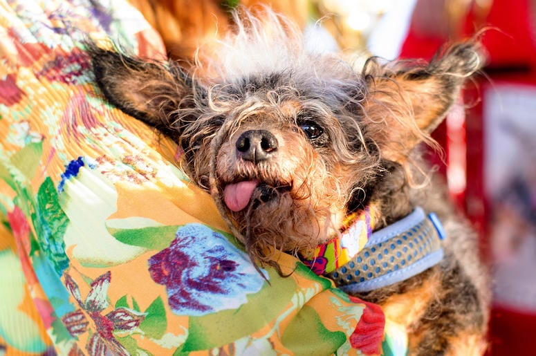 AP19173135350340 Scamp the Tramp rests after winning the World's Ugliest Dog Contest at the Sonoma-Marin Fair in Petaluma, Calif., Friday, June 21, 2019. (AP Photo/Noah Berger)