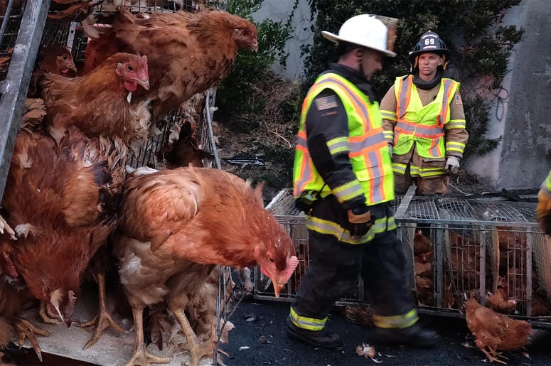 Caged chickens at San Pablo Dam Road Westbound I-80 truck wreck scene Caged chickens at San Pablo Dam Road Westbound I-80 truck wreck scene (Photo credit: KCBS Radio)