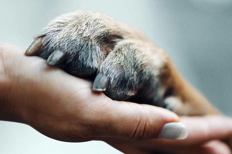Netflix' 'Dogs' Netflix' 'Dogs' (Photo credit: Netflix)