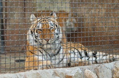 tiger