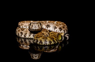 Snake