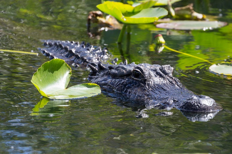 alligator