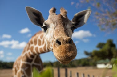 giraffe