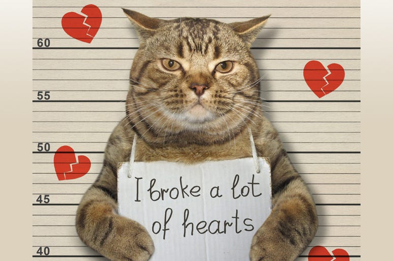 cat mugshot