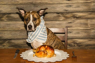 Dog Thanksgiving