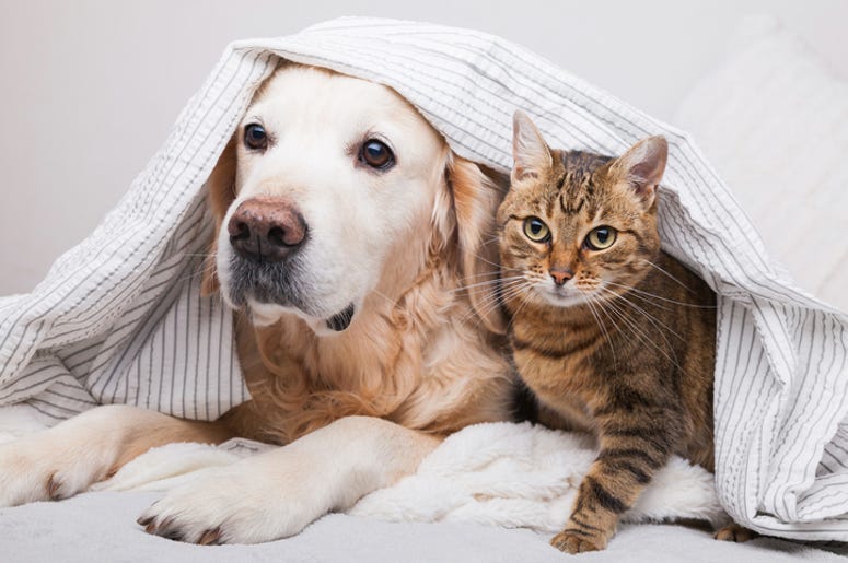 SPCA