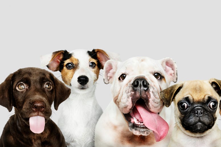 Dogs