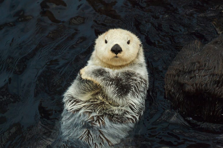 Sea otter