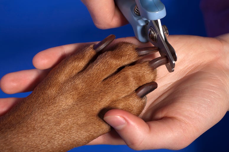 Dog Nail Trim