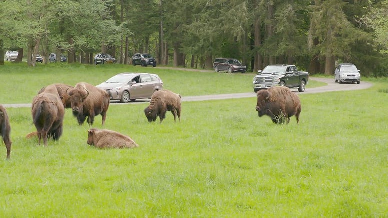 Northwest Trek Wildlife