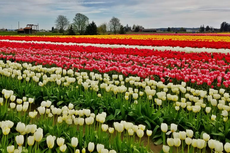 Skagit Tulips Skagit Tulips
