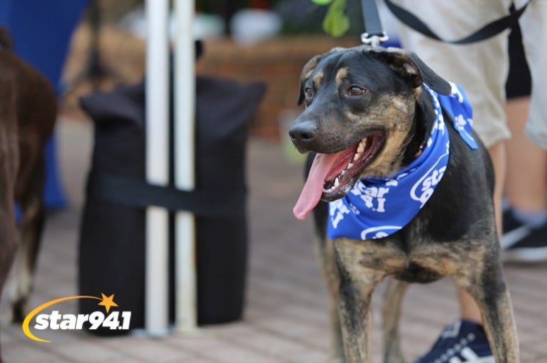 Woofstock Smyrna 2019 Woofstock Smyrna 2019