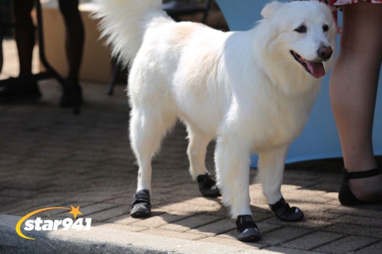 Woofstock Smyrna 2019 Woofstock Smyrna 2019