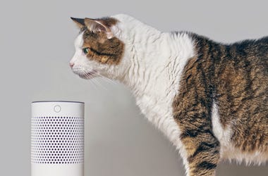 Ask Alexa: Toilet Paper, Web MD, and Working From Home