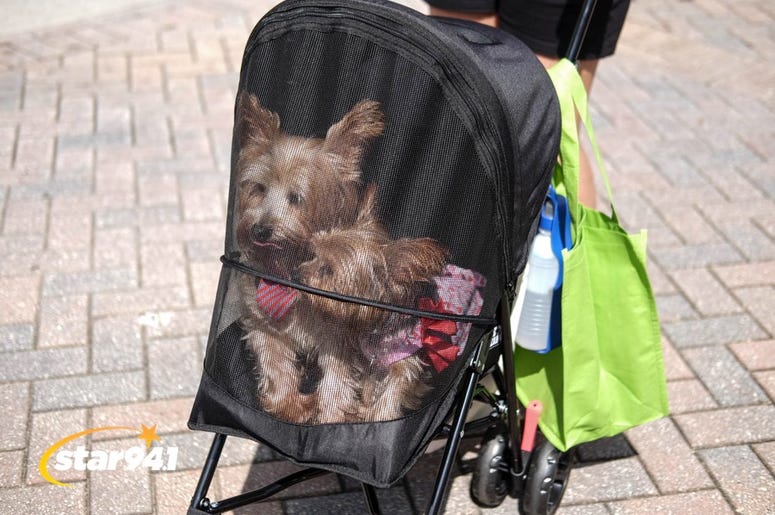 Woofstock Smryna 2018 Woofstock Smryna 2018