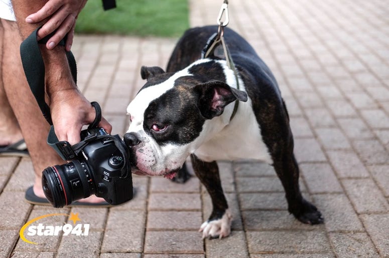 Woofstock Smryna 2018 Woofstock Smryna 2018
