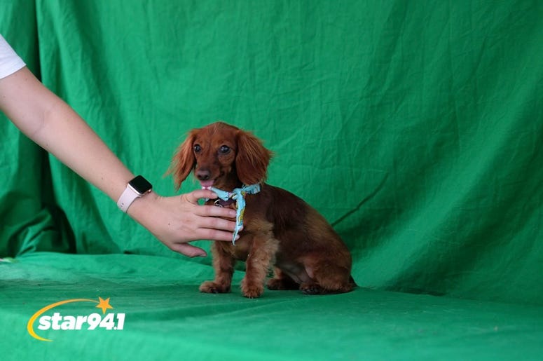 Woofstock Smryna 2018 Woofstock Smryna 2018
