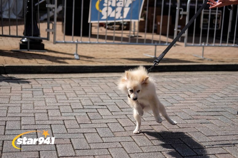 Woofstock Smryna 2018 Woofstock Smryna 2018