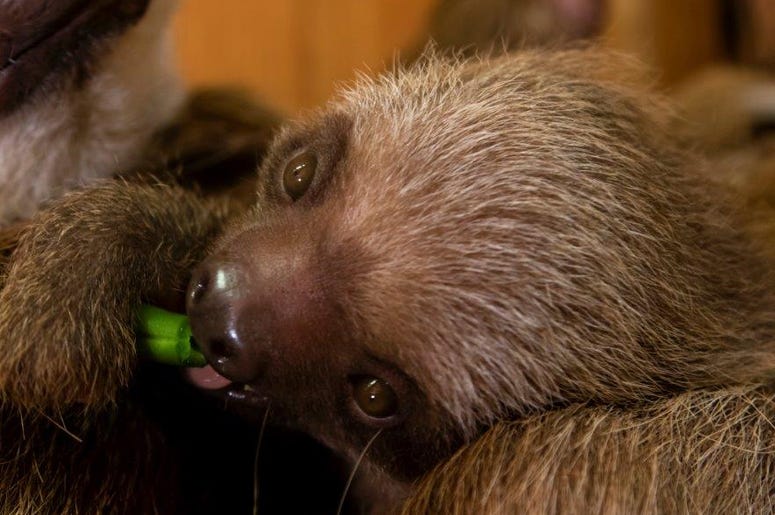 Zoo Atlanta Baby Sloth Zoo Atlanta Baby Sloth