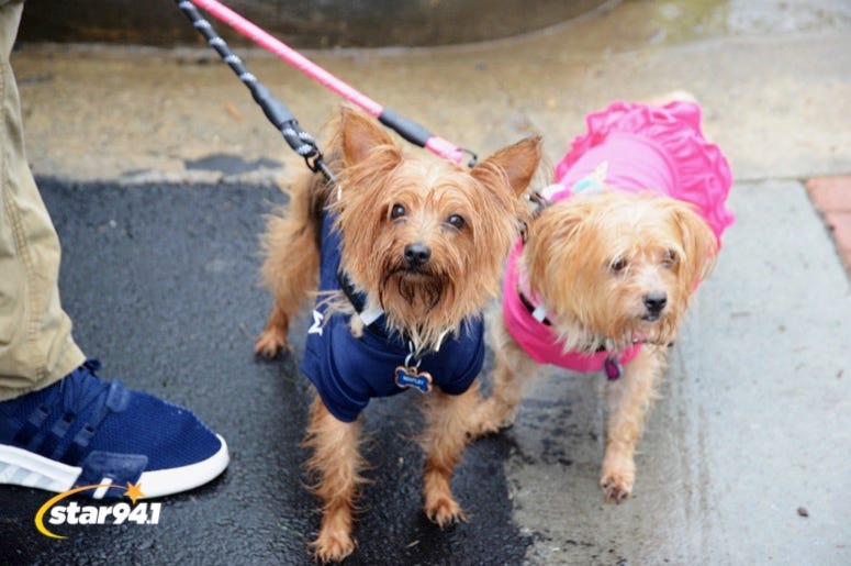 Woofstock Suwanee 2019 Woofstock Suwanee 2019