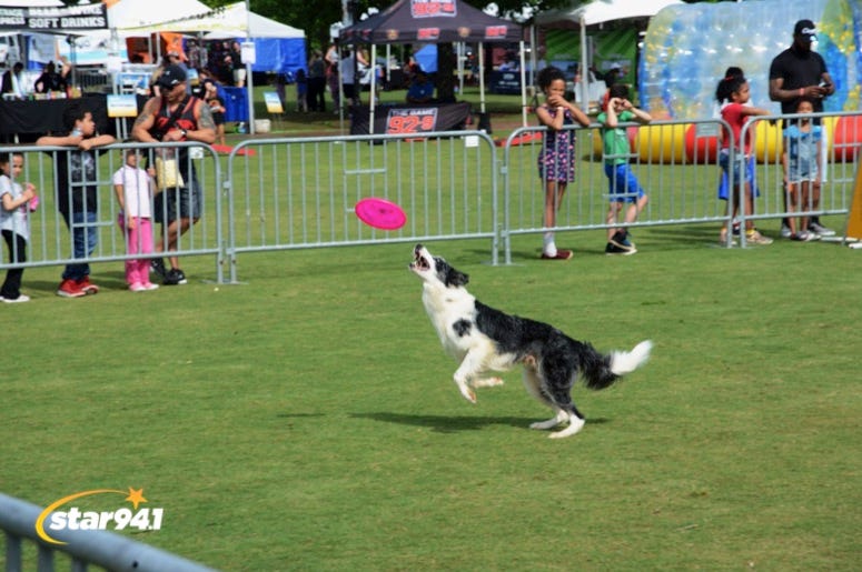 Woofstock Suwanee 2019 Woofstock Suwanee 2019
