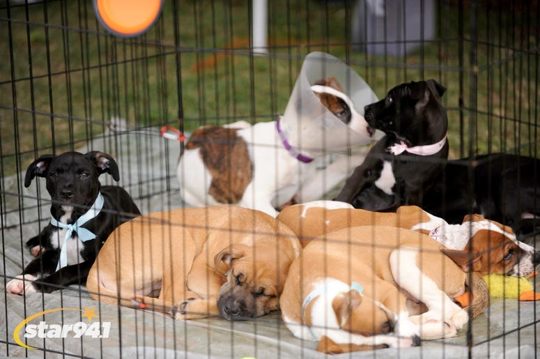 Woofstock Suwanee 2018 Woofstock Suwanee 2018