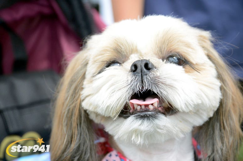 Woofstock Suwanee 2018 Woofstock Suwanee 2018