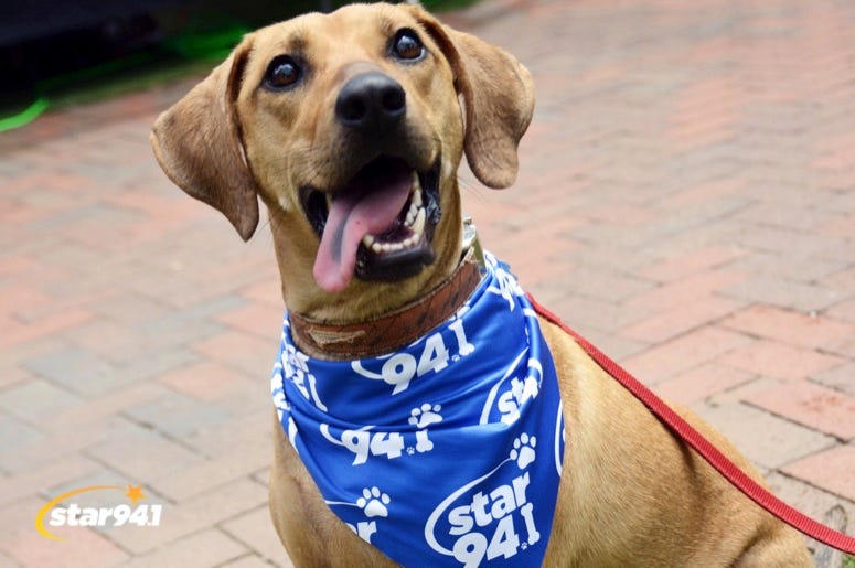 Woofstock Suwanee 2019 Woofstock Suwanee 2019