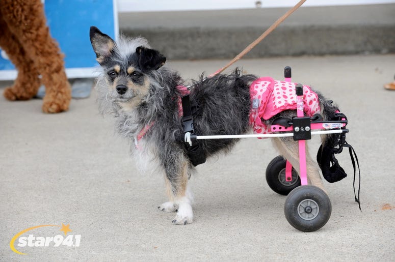 Woofstock Suwanee 2018 Woofstock Suwanee 2018