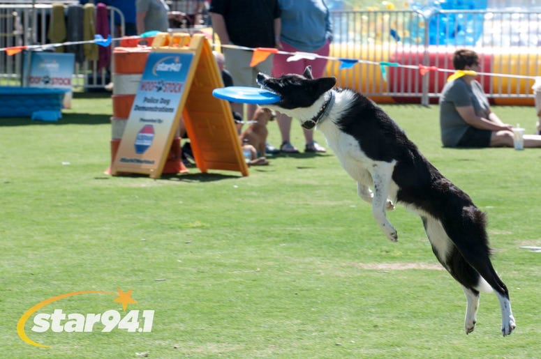 Woofstock Suwanee 2018 Woofstock Suwanee 2018