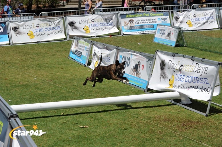Woofstock Suwanee 2019 Woofstock Suwanee 2019