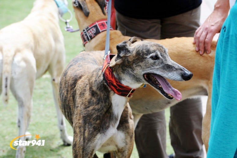 Woofstock Suwanee 2019 Woofstock Suwanee 2019