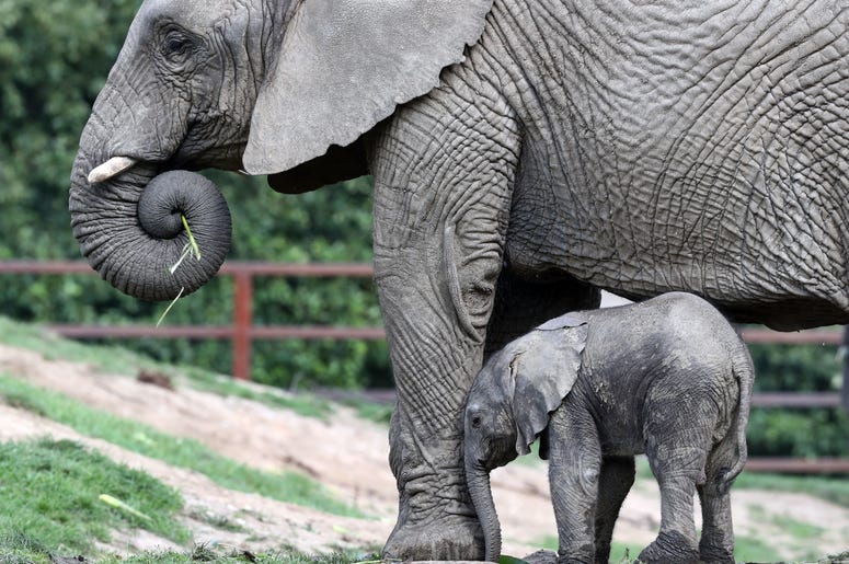 baby elephant! baby elephant